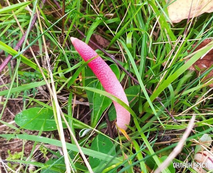 Вот такой интересный гриб нашла в Бресте