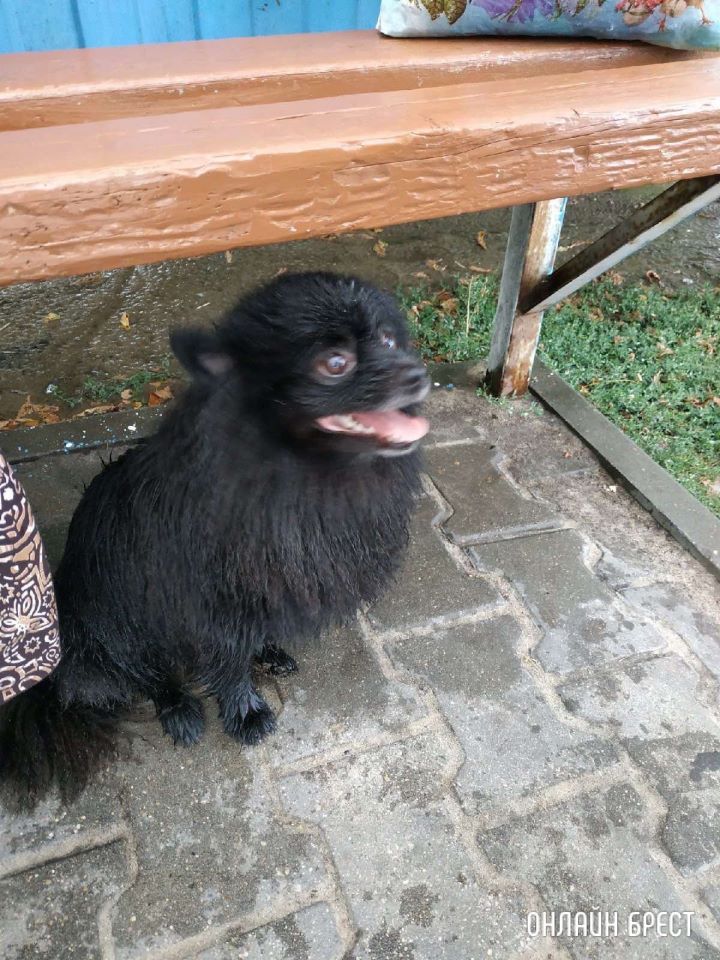 У меня огромная просьба, помогите в поиске нашего питомца! Что произошло?