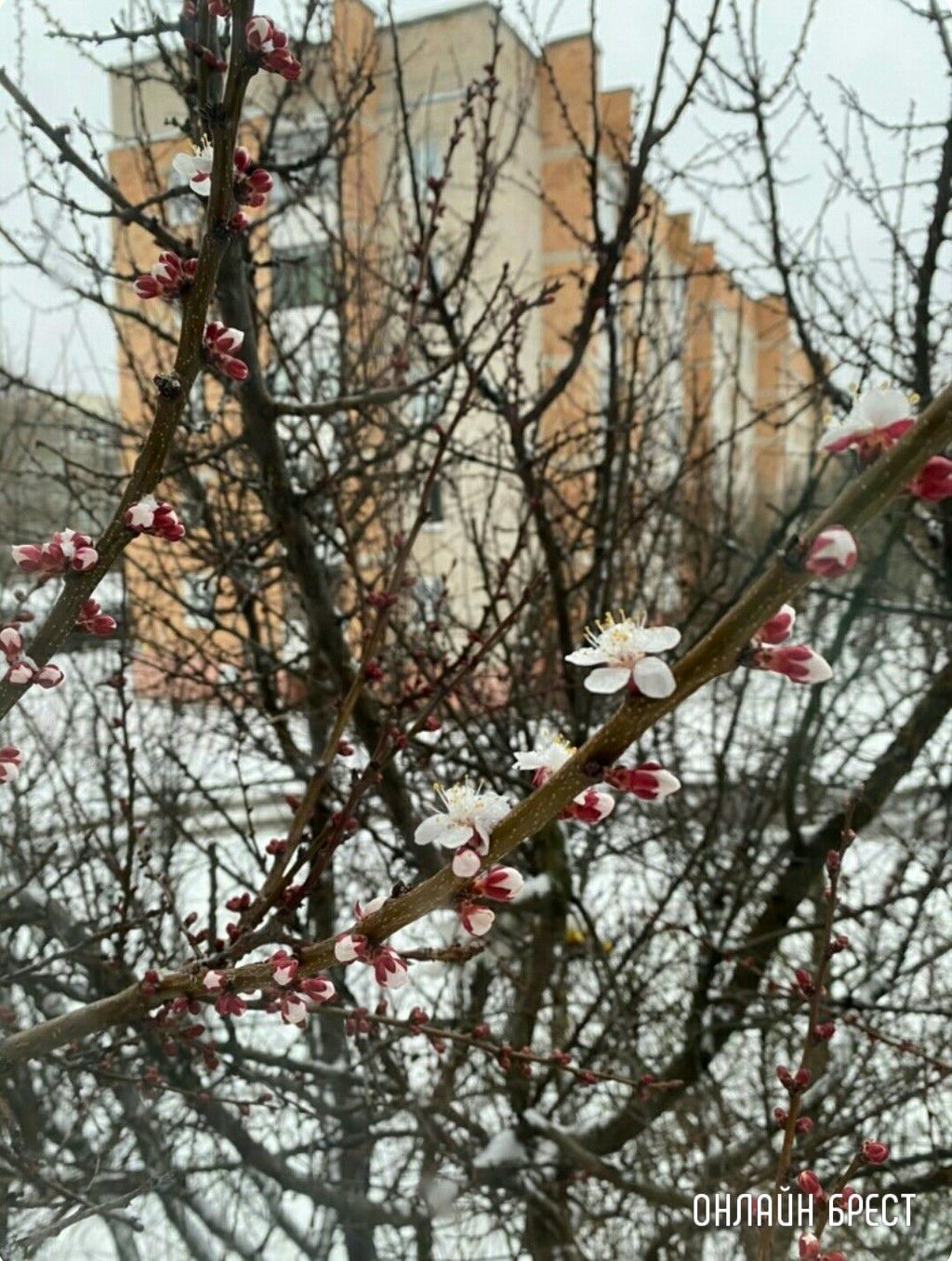 Читатель: Контраст. Цветущие деревья и снег