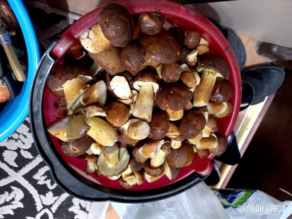 «Тихая охота» удалась! Родители насобирали за полтора часа