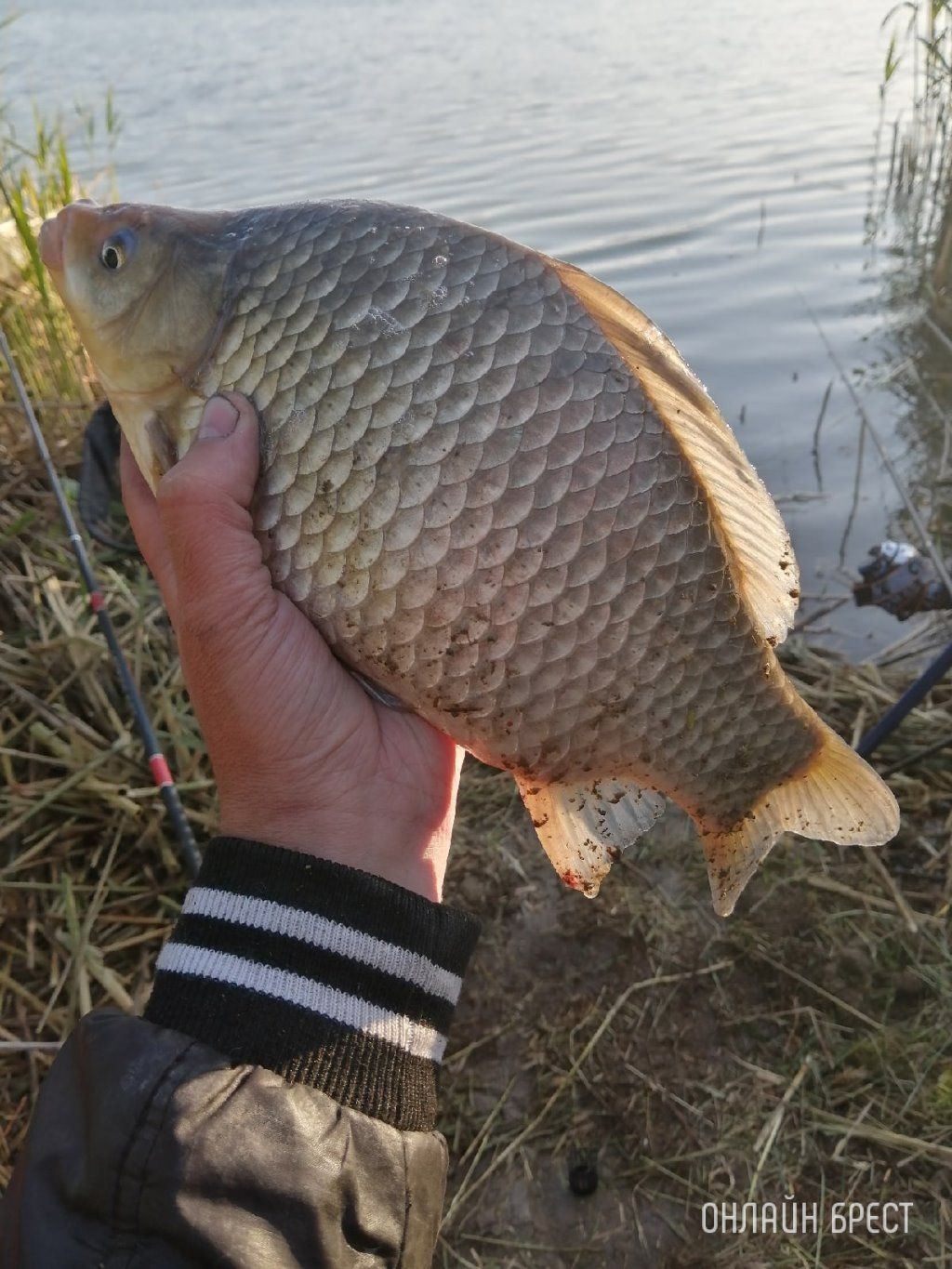 Брестчанин: Улов на Вычулках. 900 гр.