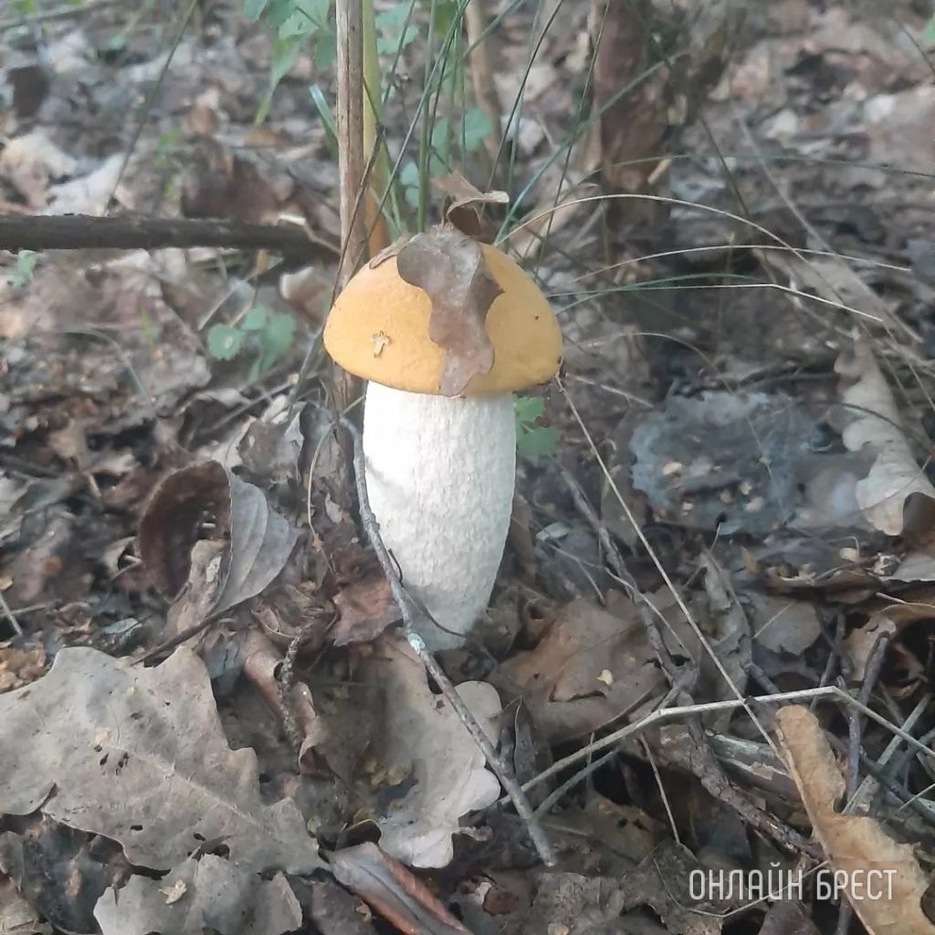 Читатель: Сегодня открыл грибной сезон :) Кобринский район