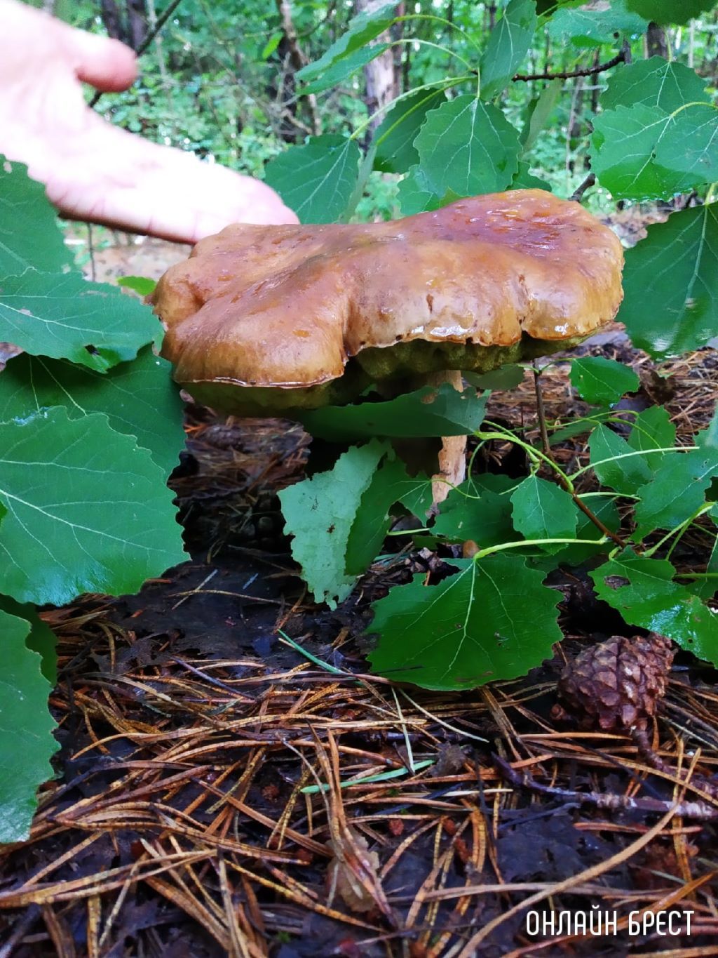 Посмотрите, какой огромный гриб мы нашли в Брестском районе. Старенький, но чистый