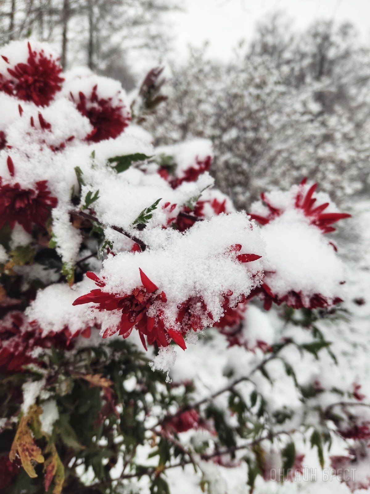 Первый снег  в Жабинке!