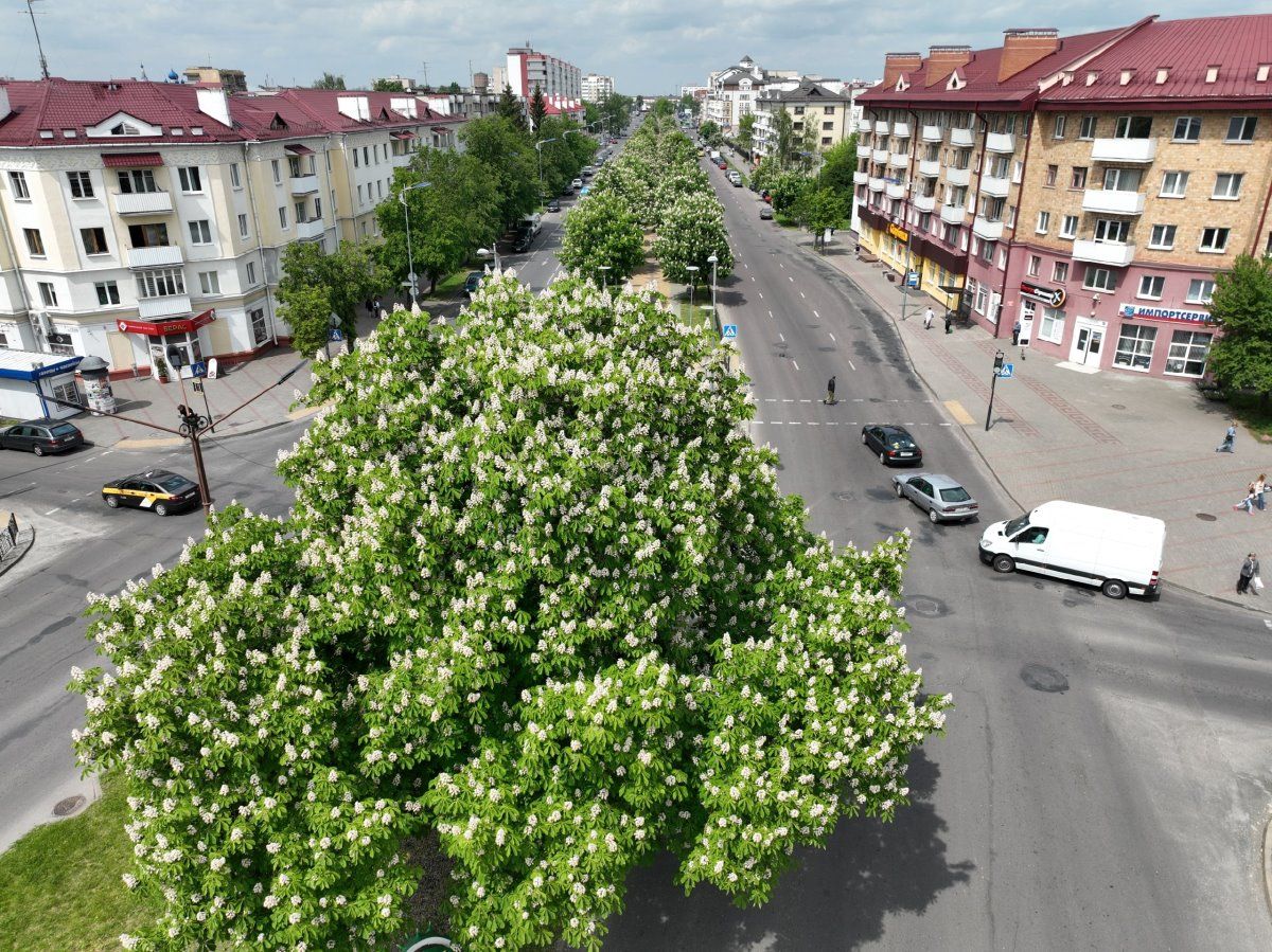 Посмотрите, как красиво цветут каштаны в Бресте