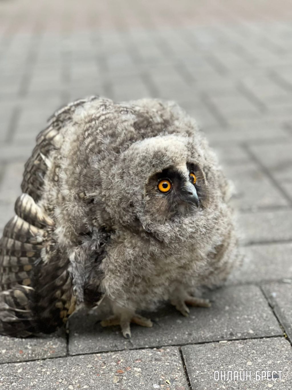Фото сделано в городском парке Бреста