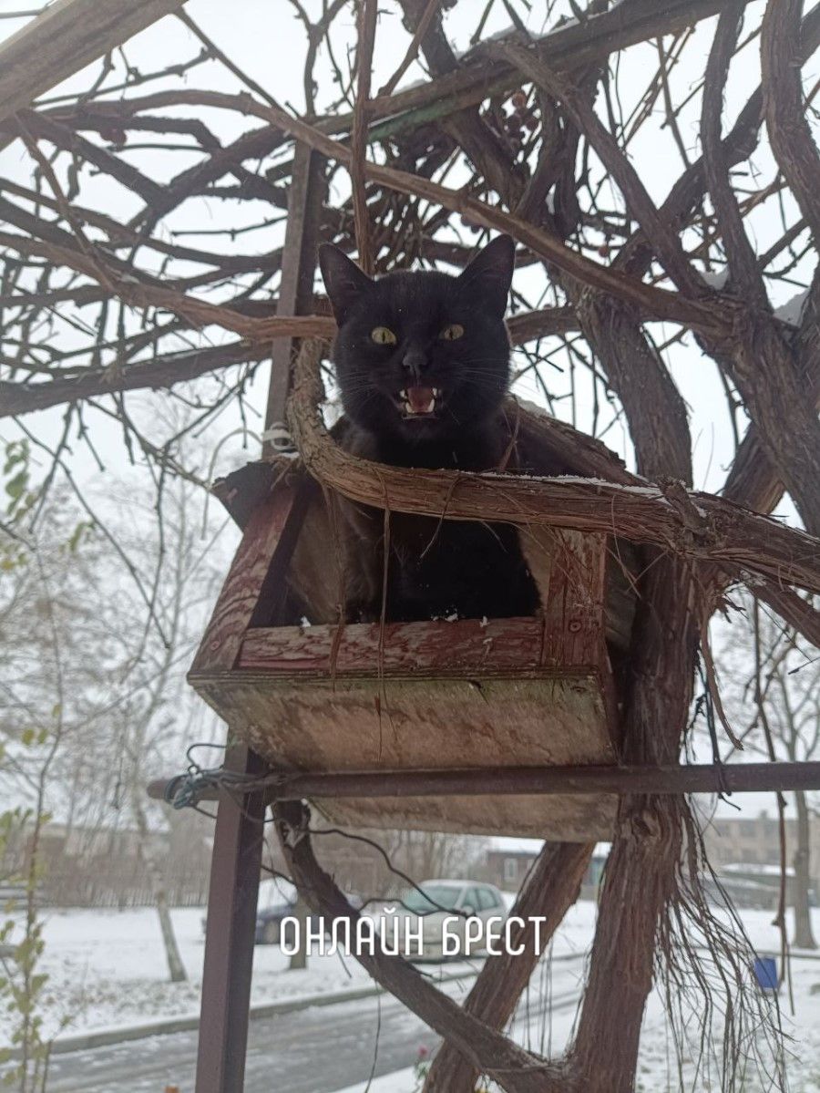 Читатель: Птицы улетели, коты залетели :)