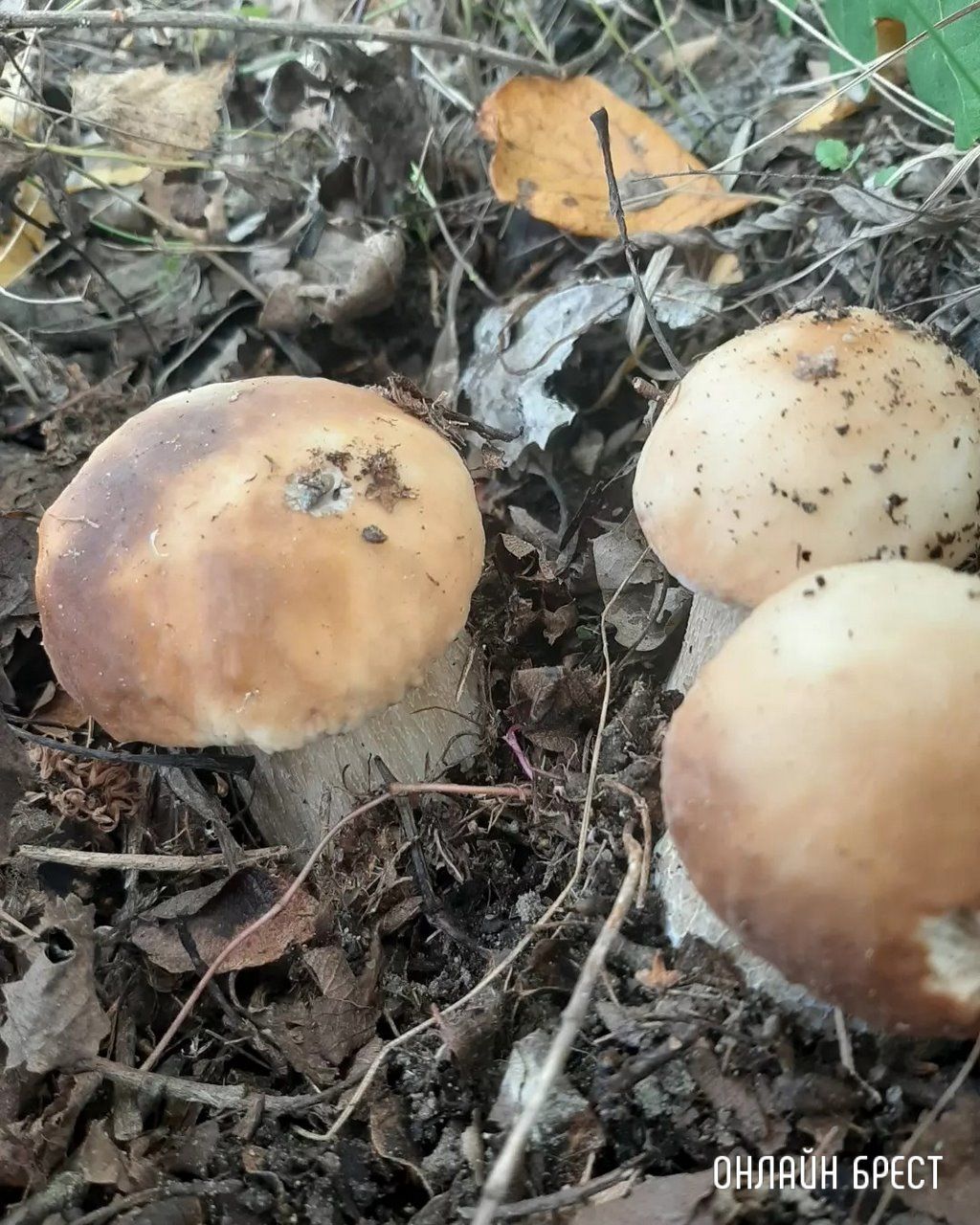 Читатель: Это всё за сегодня! Брестская область, Кобринский район