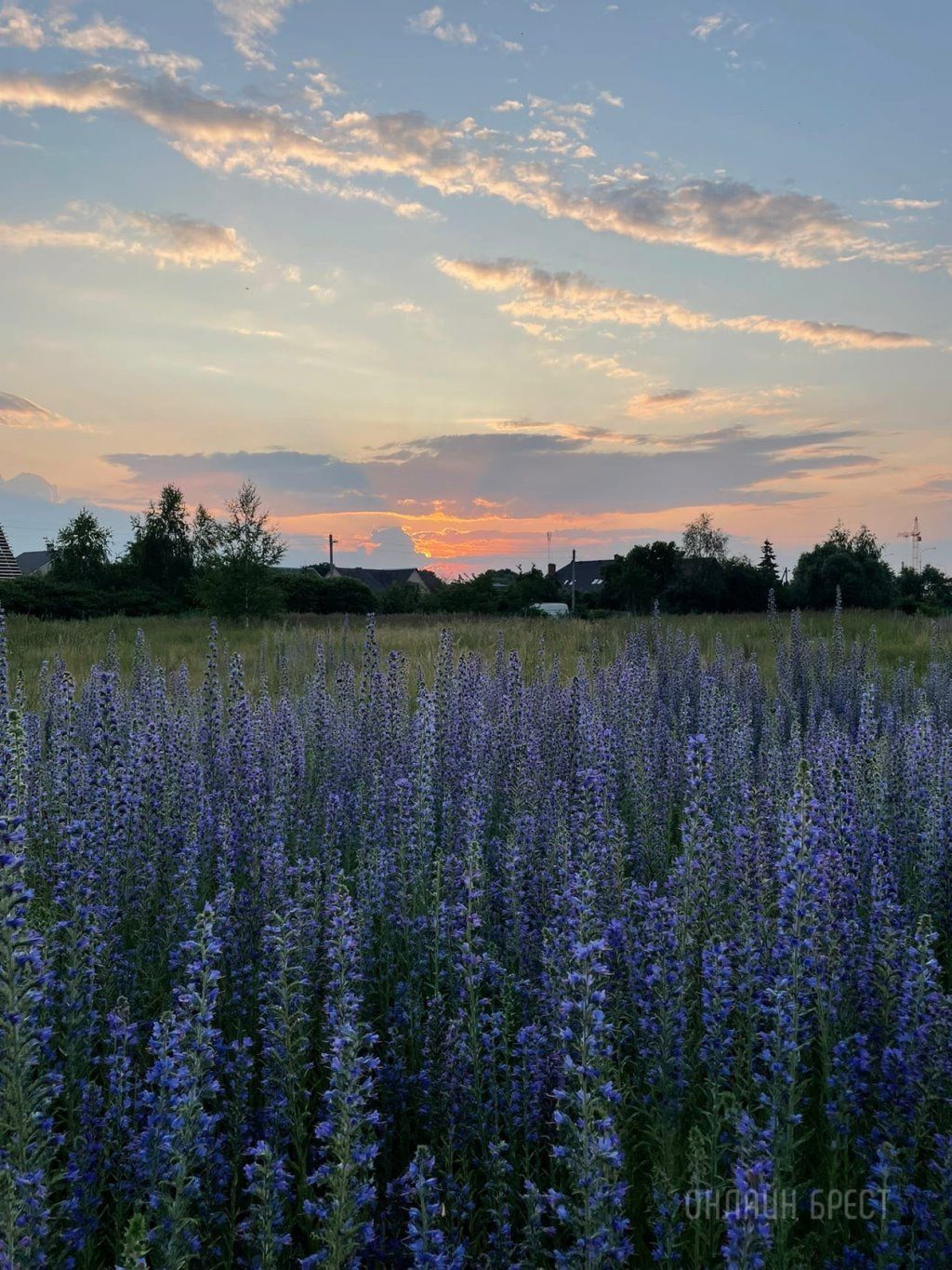 Читательница: Закат на Вульке в Бресте