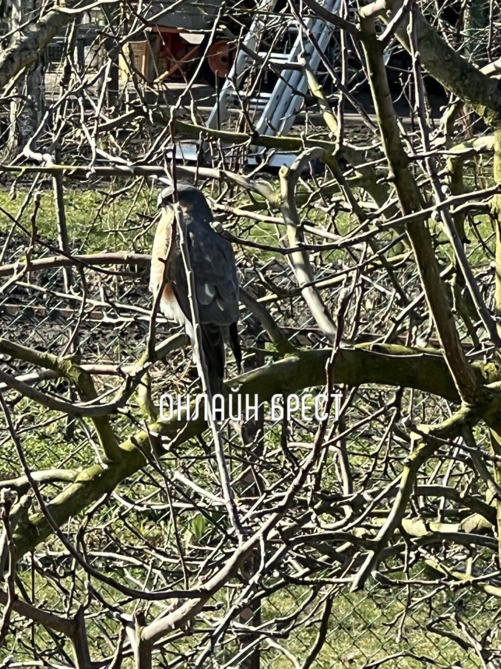 Читательница: Красивые гости в частном секторе