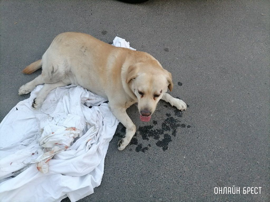 Просим помощи. Нужно найти хозяина лабрадору, мальчик. Собака была сбита на Речице в Бресте