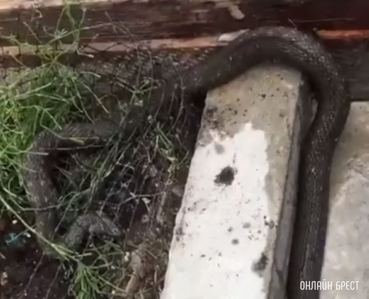 Большая змея заползла в теплицу на дачном участке. Это гадюка или уж?