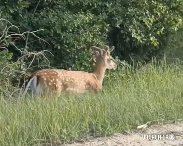 Читатель: Вот такие красавцы гуляют возле автодороги Брест-Малорита