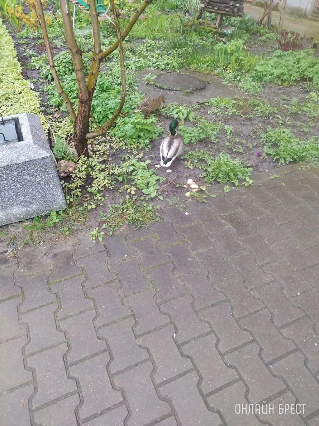 Читатель: В Бресте по Востоку гуляют утки :)