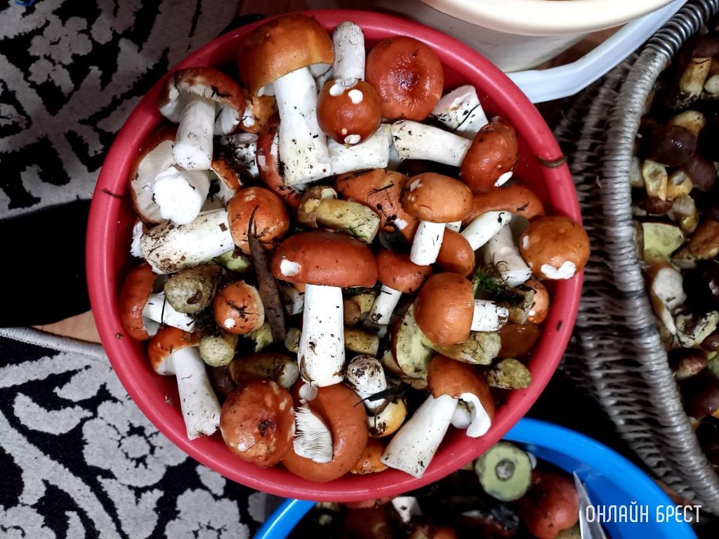 «Тихая охота» удалась! Родители насобирали за полтора часа