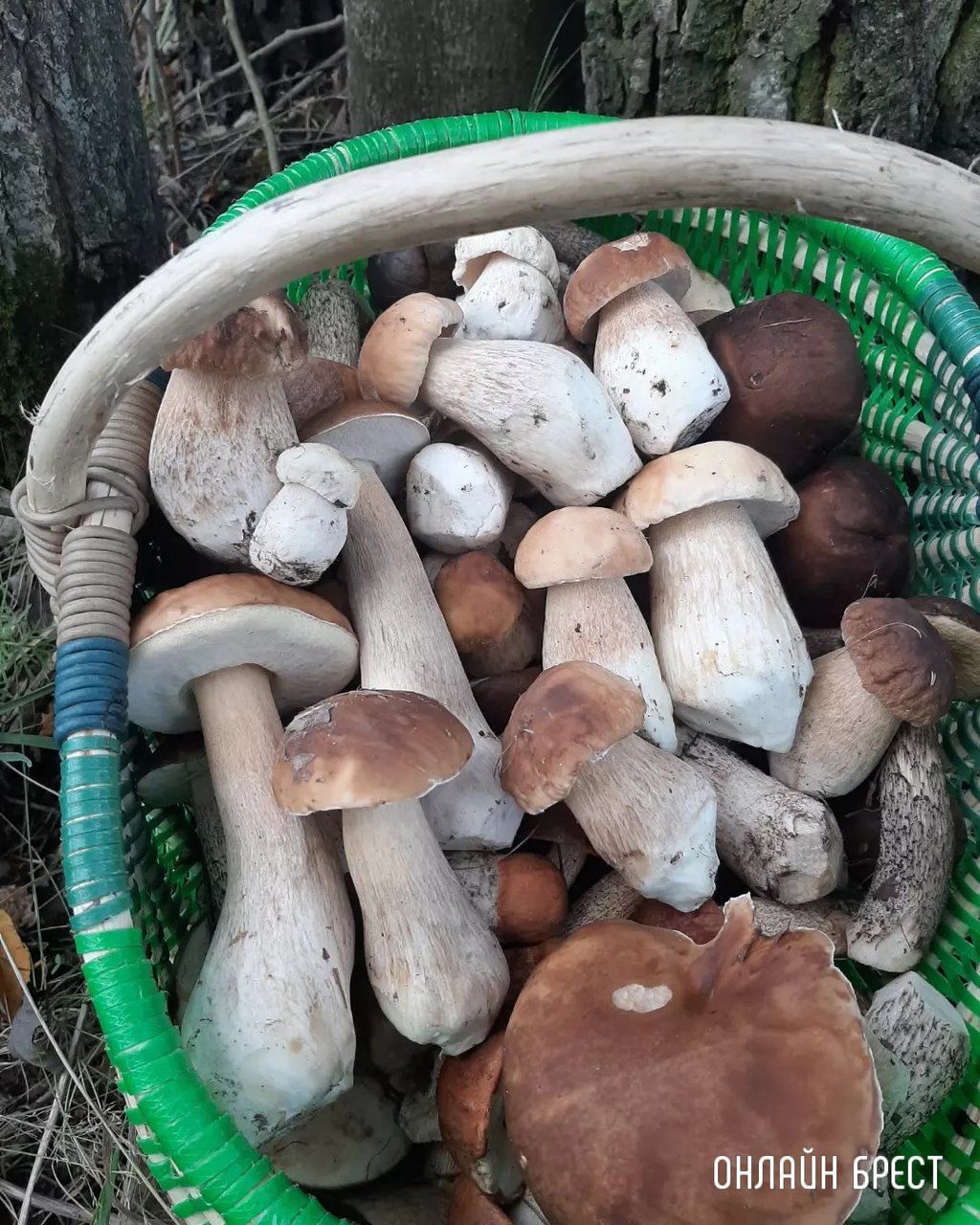 Читатель: Это всё за сегодня! Брестская область, Кобринский район