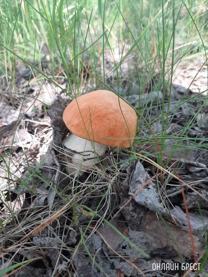 Первые летние грибочки в Брестской области (Кобринский район, деревня Лыщики)