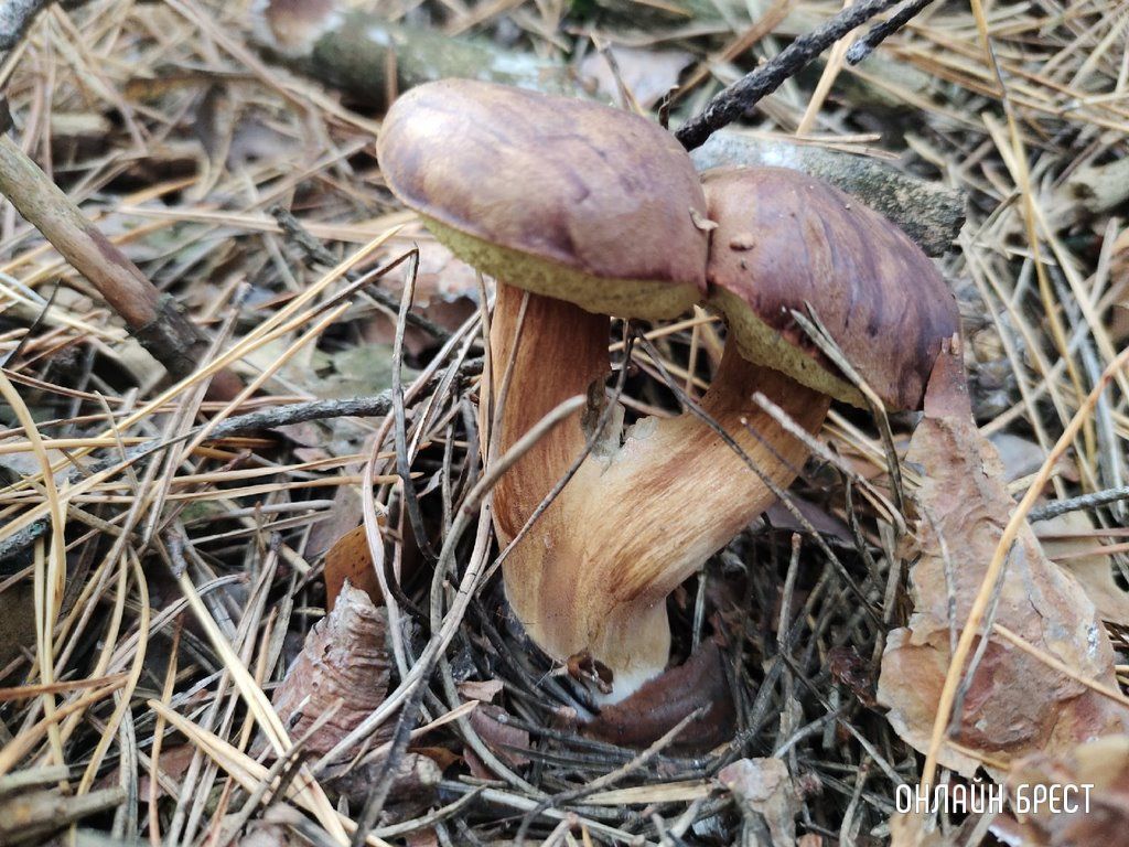 Читатель: Посмотрите, какие интересные грибы нашёл