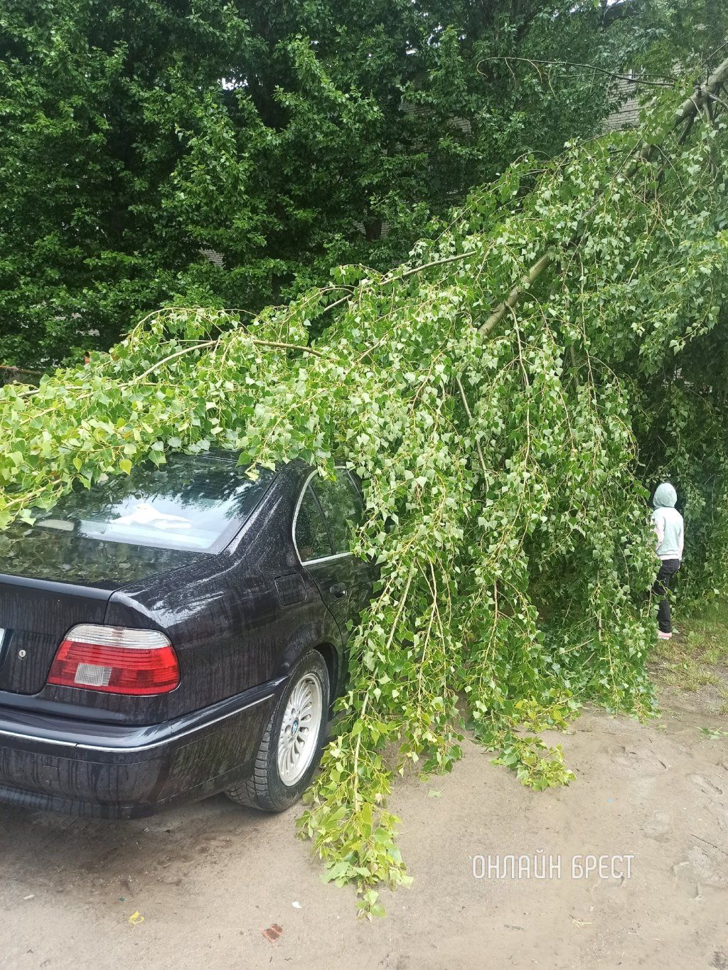 Читатель: Брест, ул. Советской Конституции. Ветка упала на BMW