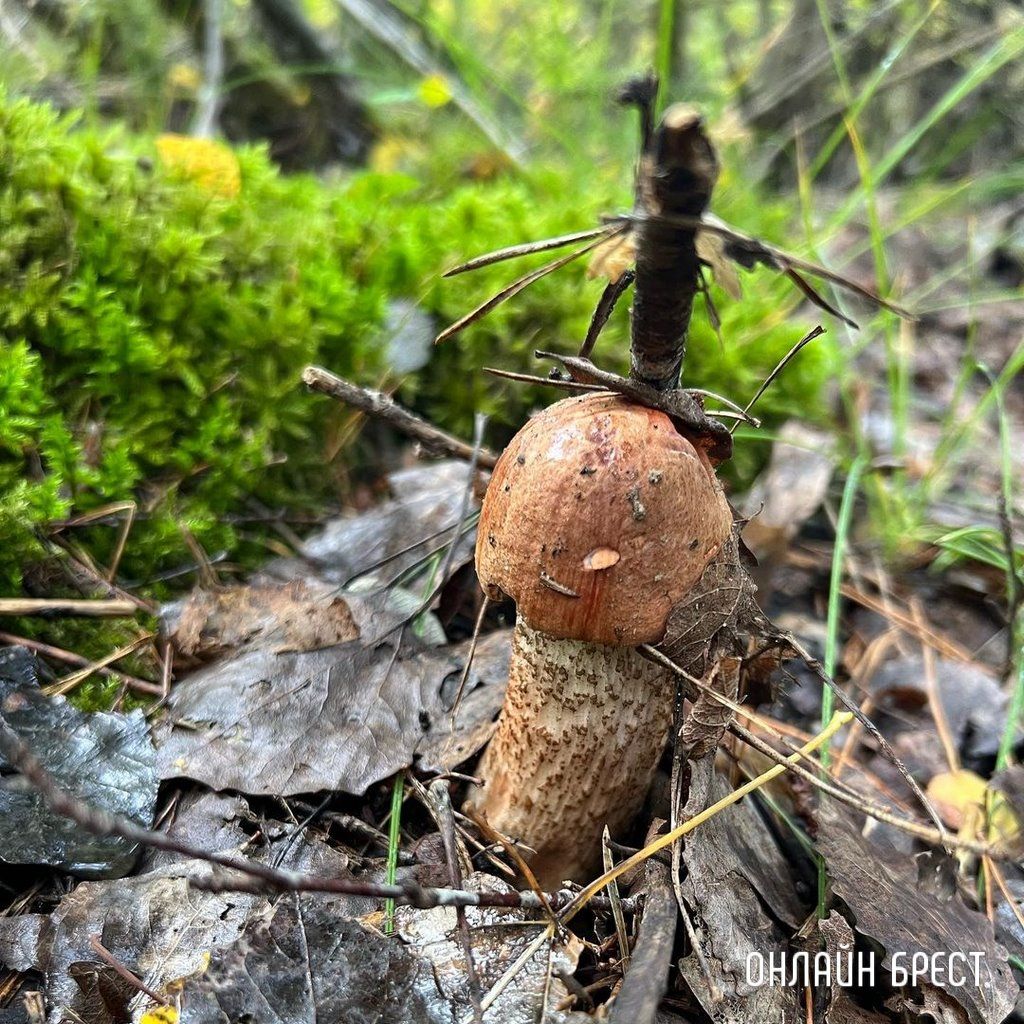 Читатель: Грибная «охота» удалась :)