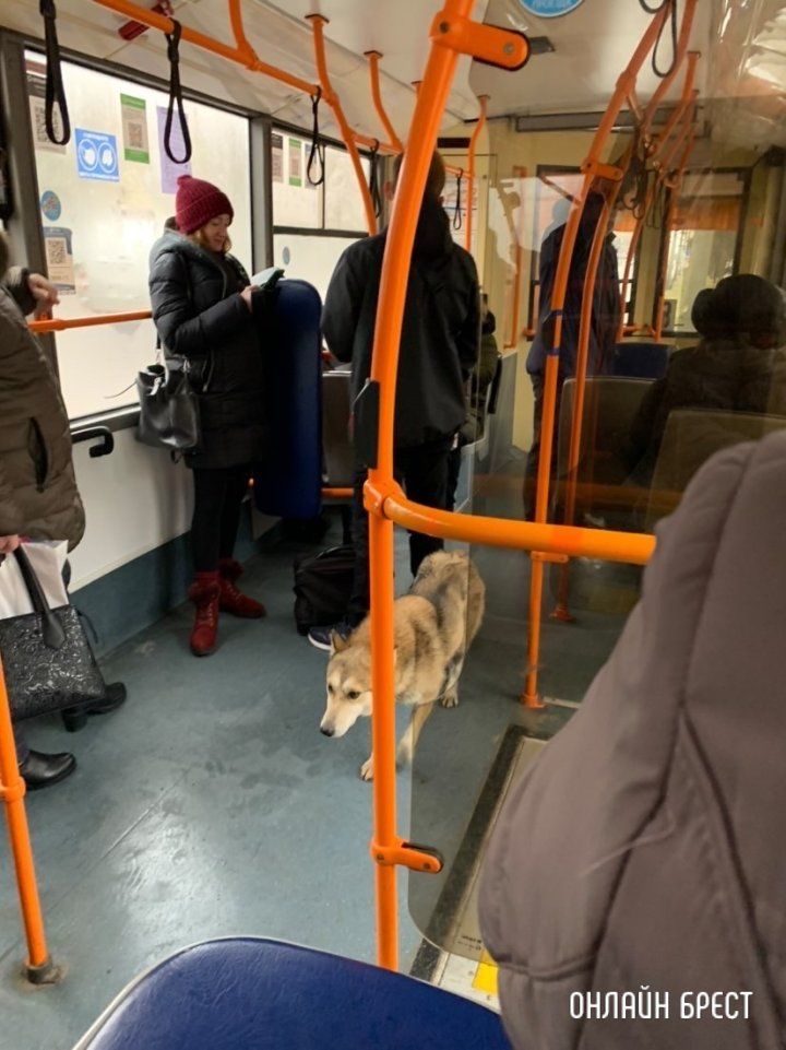 Читатель: Пёс-путешественник катается в общественном транспорте Бреста :)