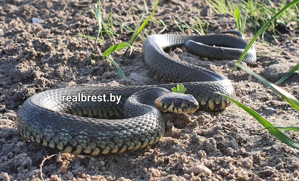 В Бресте на набережной выполз погреться на солнце уж