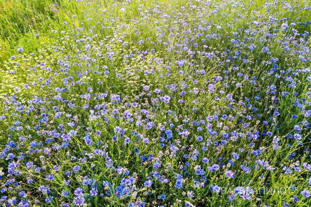 Читатель: Красивое поле Васильков под Брестом