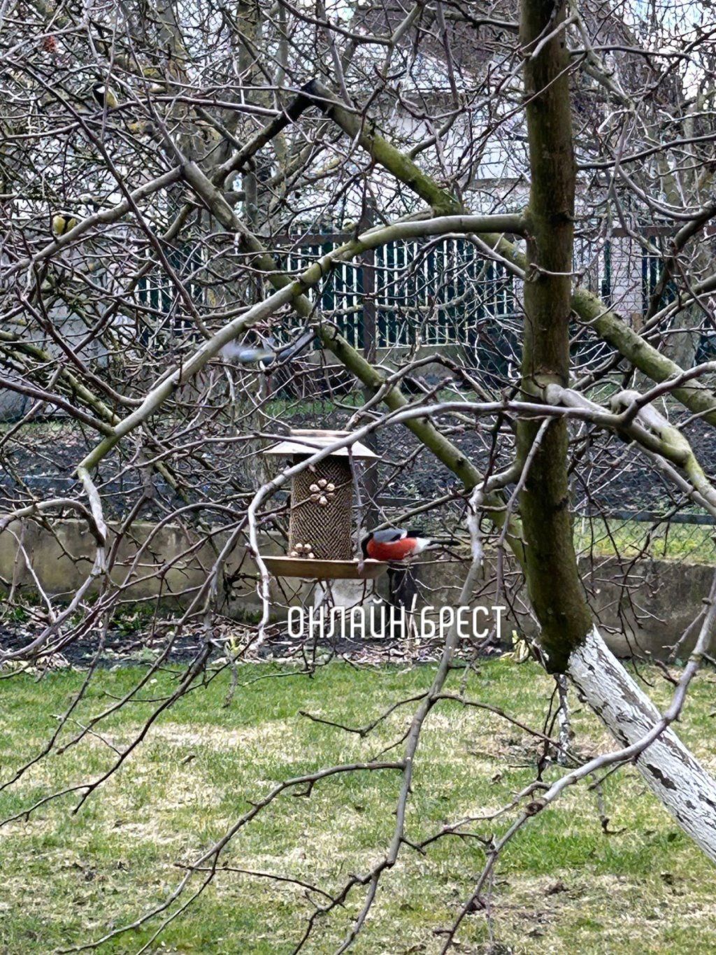 Читательница: Красивые гости в частном секторе