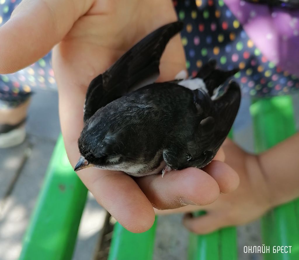 Нашли ласточку с переломанным крылом. Что делать?