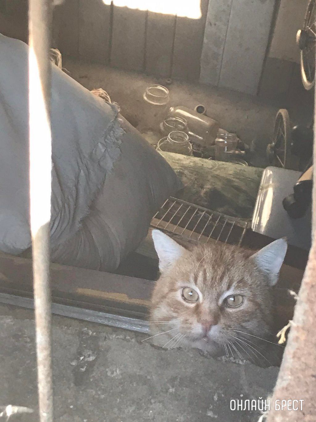 Читательница: Случайно это не кот нашего мэра?