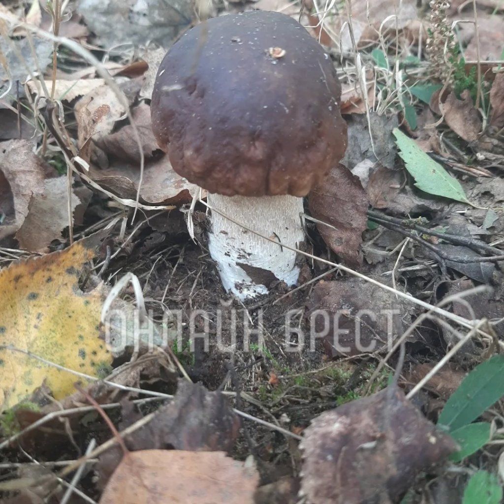 Читатель: Вот так сходили мы по грибы. Кобринский и Жабинковский район