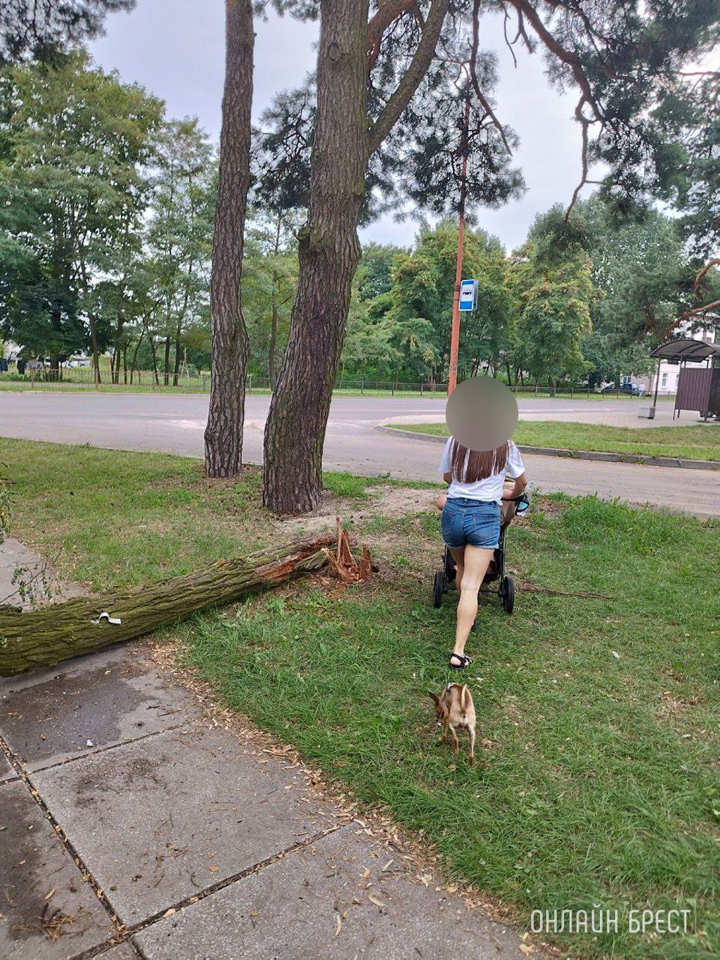 Читатель: Брест, ул.Защитников Отечества, д.1. Уже несколько дней лежит дерево и мешает прохожим