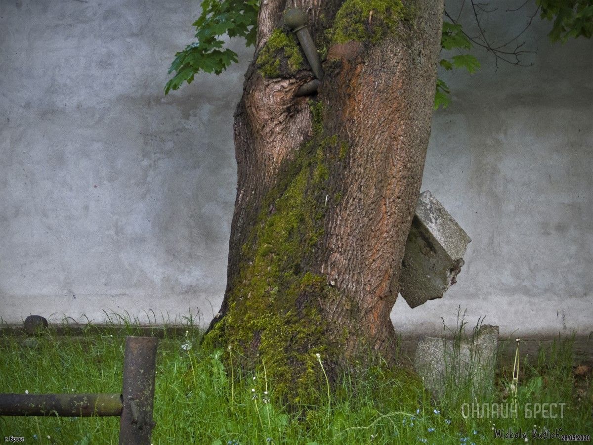 Посаженное рядом с могилой дерево сначала поглотило металлический крест, а после потянуло за собой и весь могильный памятник