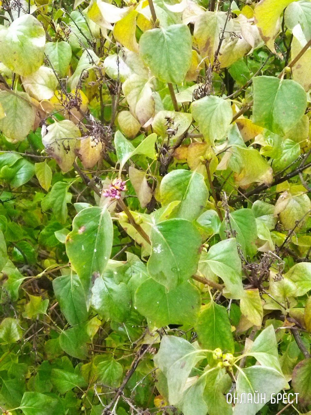 Читатель: Зацвели! Разве в такую пору года это возможно? Фото сделано в Бресте