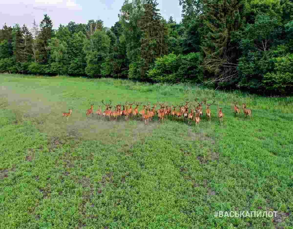 Беловежская пуща с высоты