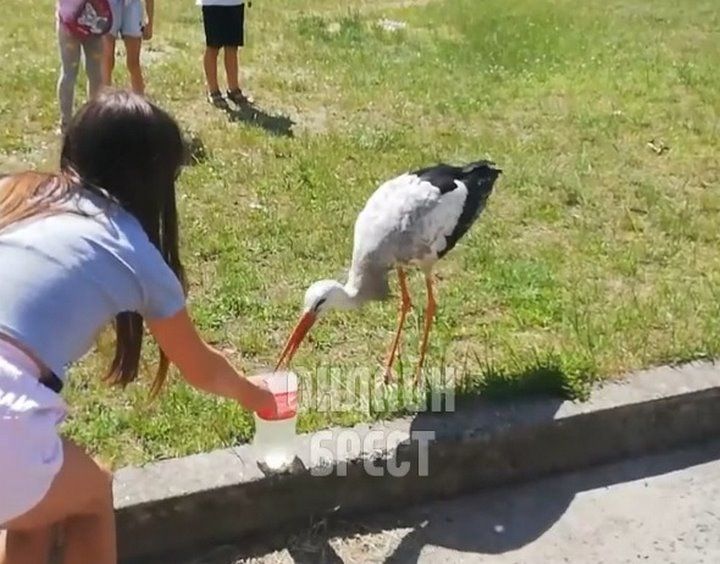 Читатель: Аист пришёл к людям. Видео снято в Жабинке