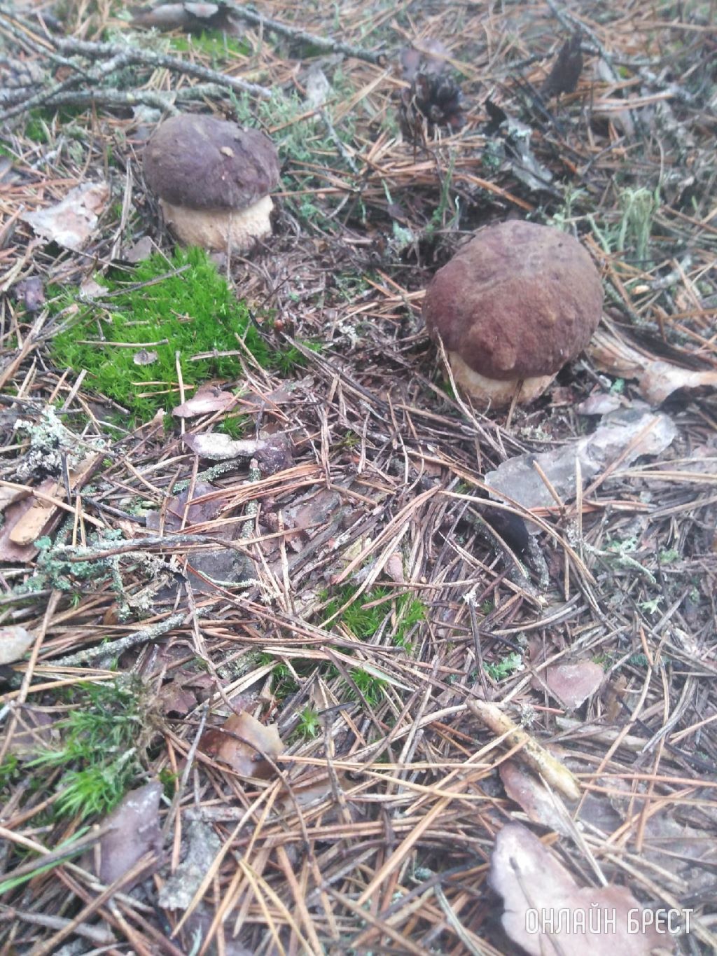 Грибной сезон набирает обороты. Читатели делятся своим «уловом»