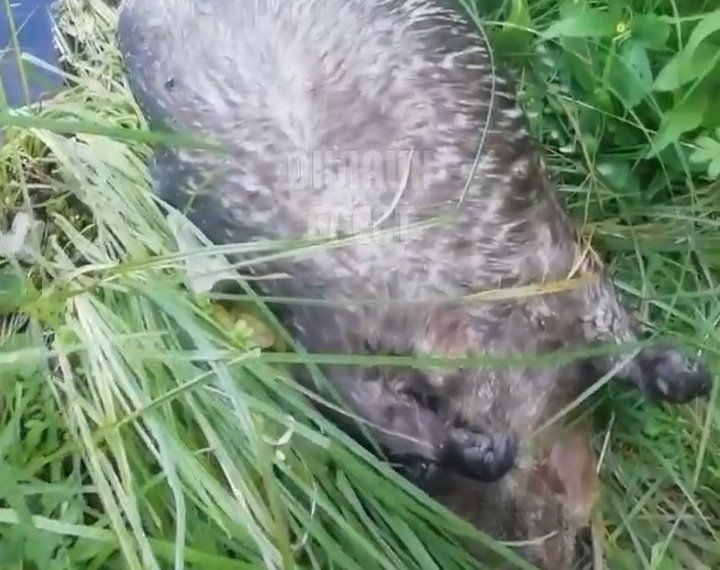 Читатель: Бобёр лежит под мостом на бульваре Шевченко в Бресте