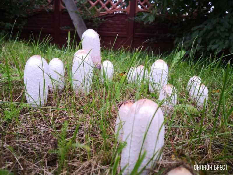 Интересная поляна грибов высыпалась на обочине возле дороги на Красном дворе. Интересно, что это за гриб?