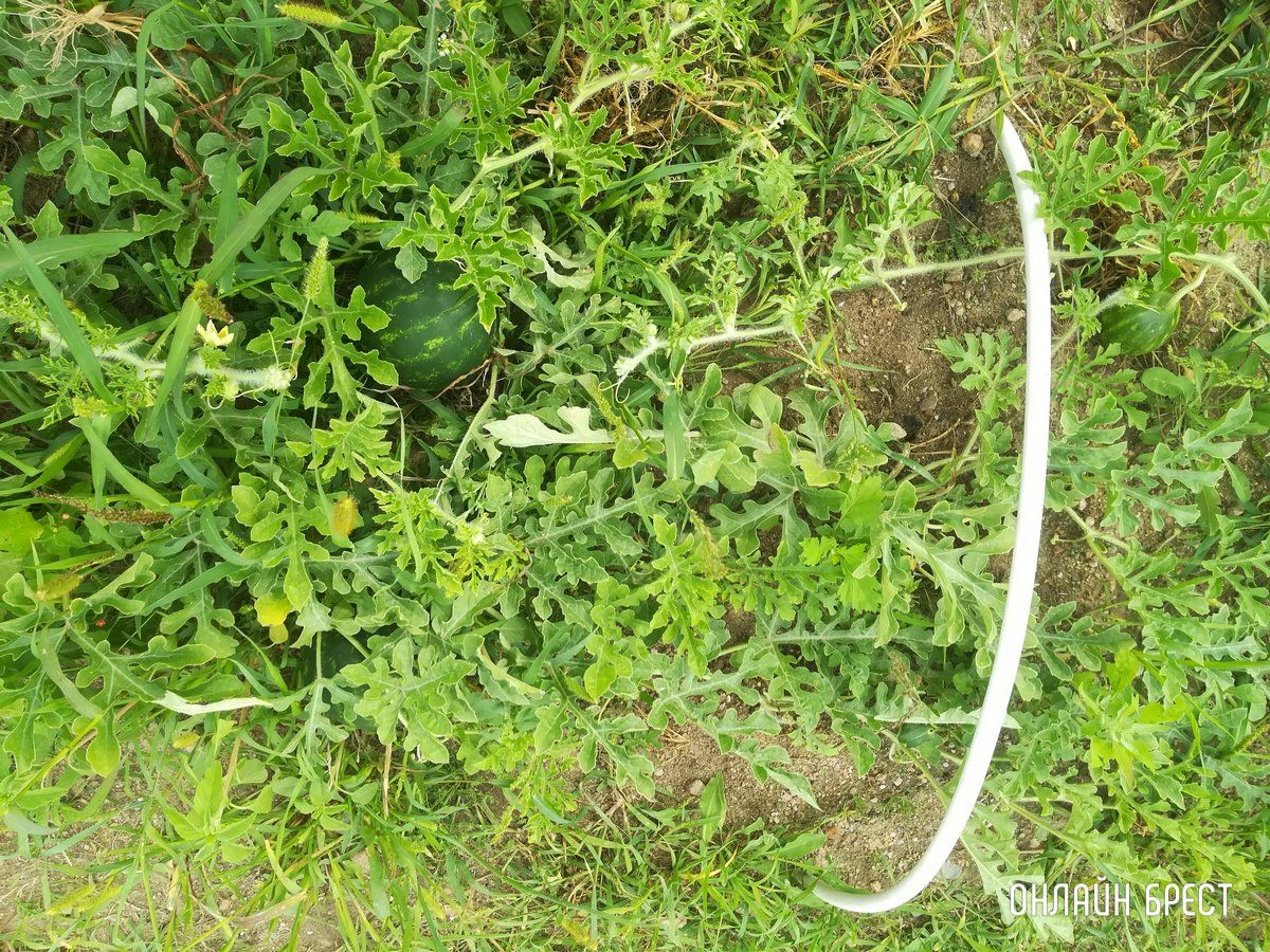 Читатель: Головоломка для внимательных. Сколько арбузов на фото?