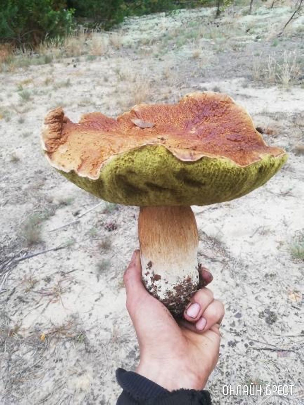 Вот такой очень большой и чистый гриб нашёл в Брестской области в Ивановском районе