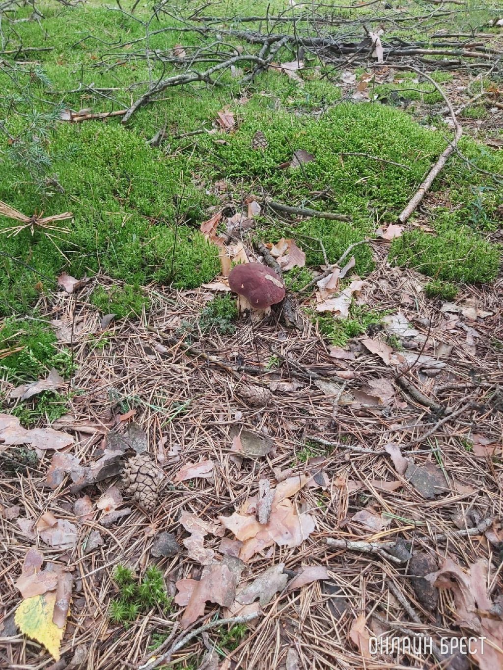 Грибная «охота» в Малоритском районе