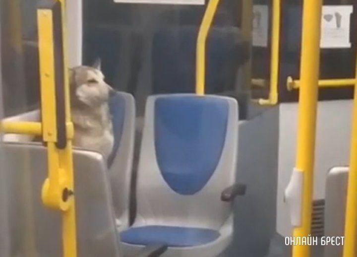 Читатель: Продолжение истории про собачку, которая катается на общественном транспорте в Бресте