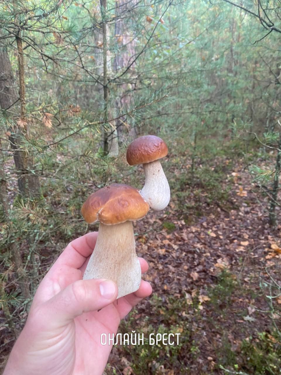 Наши читатели поделились с нами удивительным уловом грибов