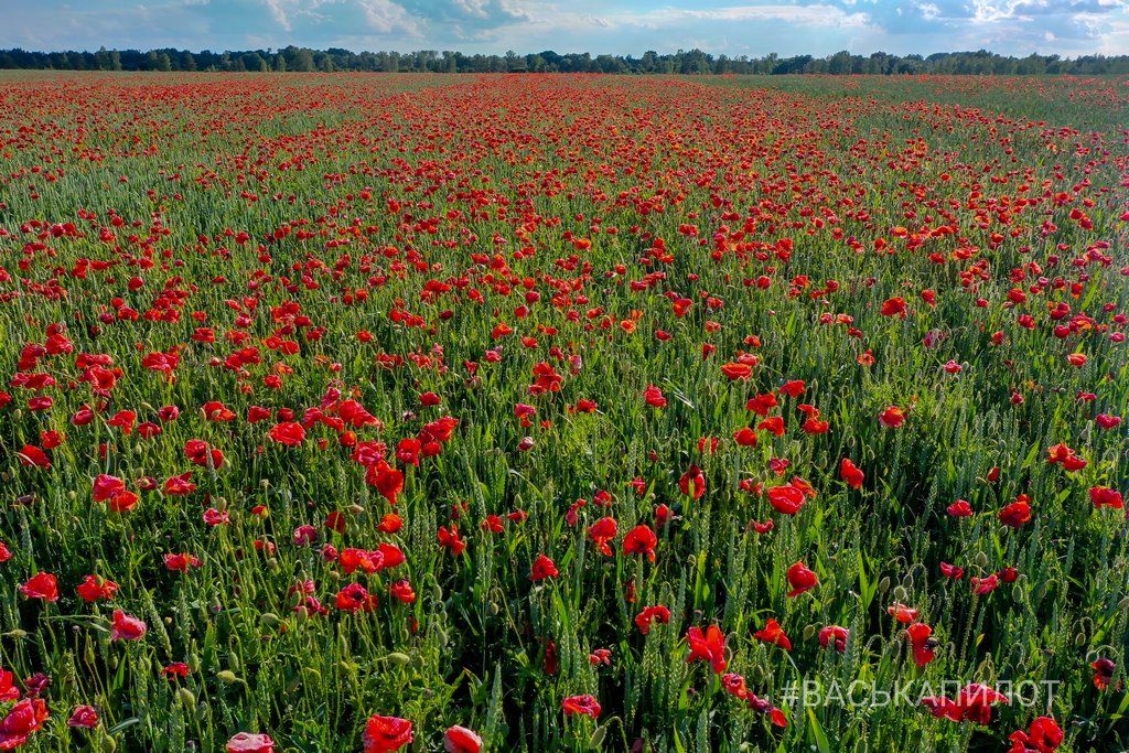 Большое маковое поле нашли на Брестчине