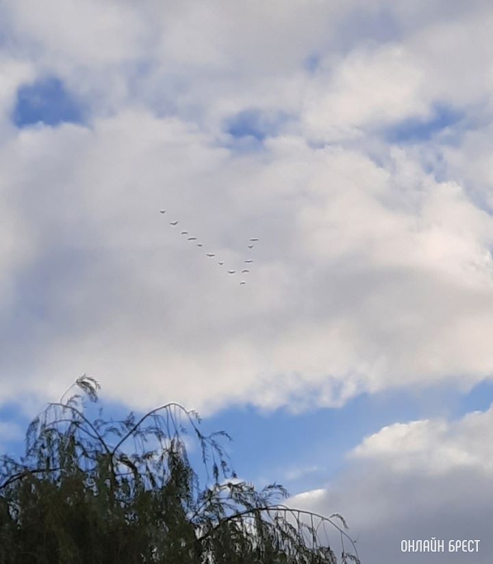 Птицы улетают на юг