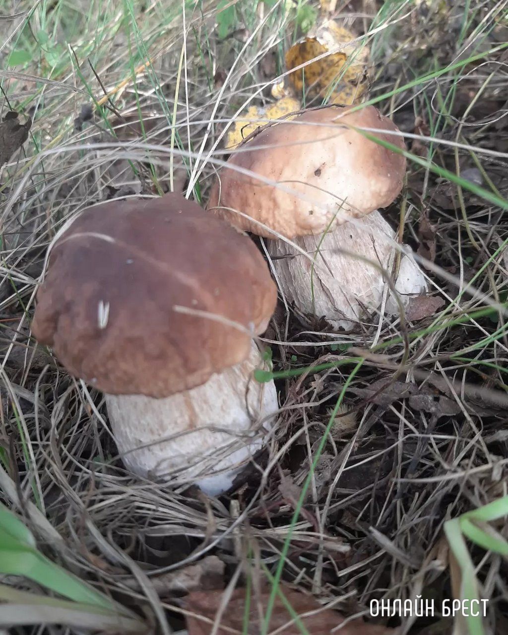 Читатель: Это всё за сегодня! Брестская область, Кобринский район