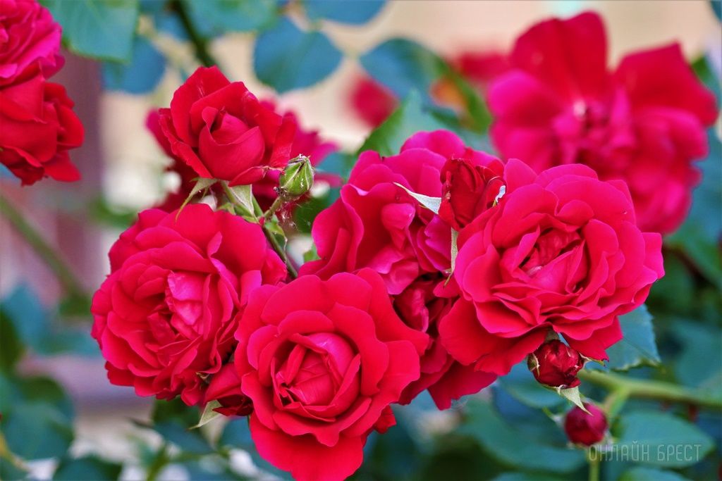 Читатель: Смотрите, какая красота украшает дворик 28-ой брестской школы