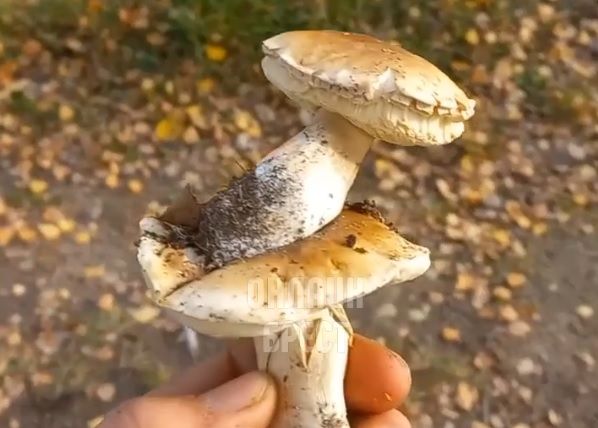 Читатель: Необычный гриб нашёл на окраине Бреста :)