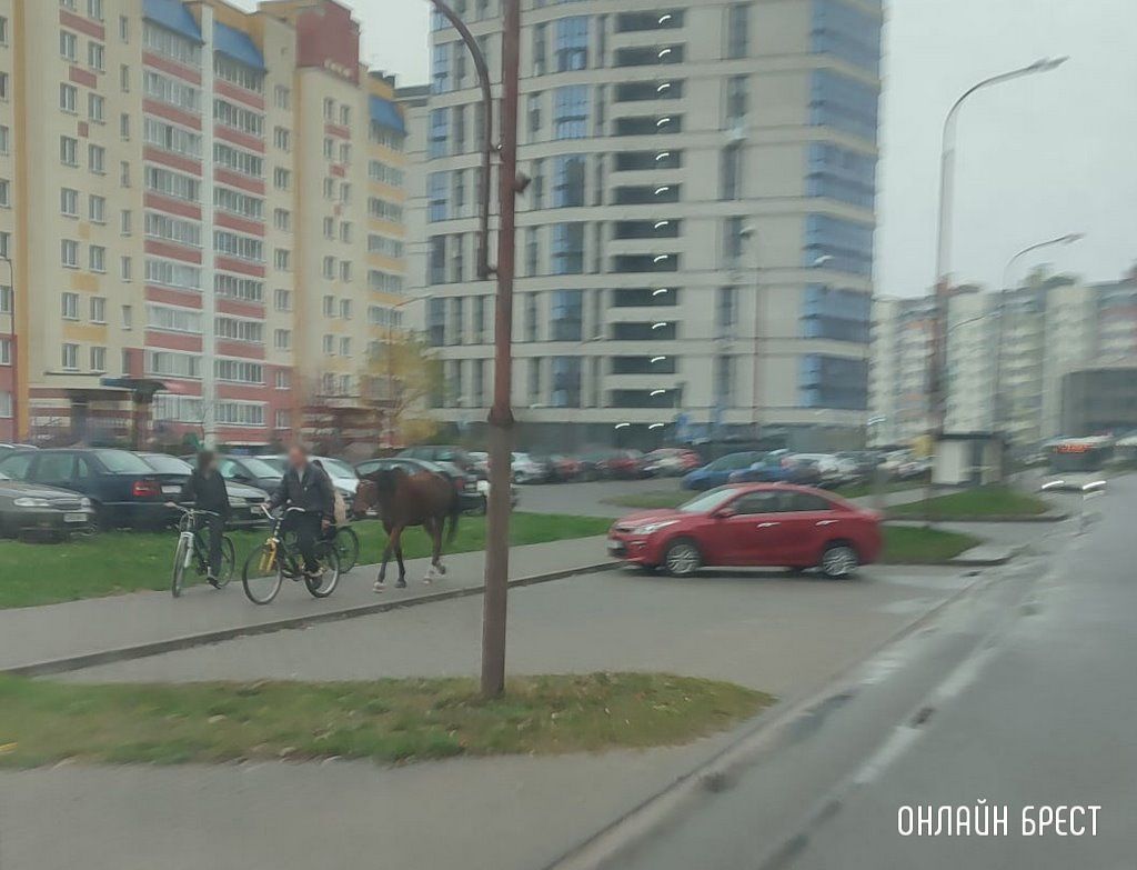 Читатель: На улицах Бреста. Кто- то по утрам выгуливает собаку, а кто-то лошадь :)